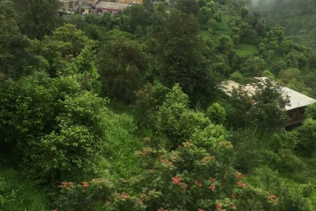 Valley View Family Unit Kasauli Eksteriør billede